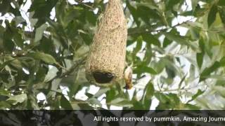 Baya Weaver Nesting