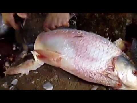 How to clean and cut a fish properly | Amazing fish cutting skills  مچھلی صاف کرنے کا صحیح طریقہ |