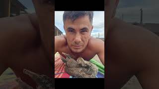 Хвост 🦚❤️❤️                     #животные #паркптиц #павлин #домашниеживотные #красота #экзотика