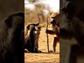 A brave baboon defends a badger and a kitten. 👏🐒 #Baboon #Badger #Kitten #UnlikelyFriends #Hero
