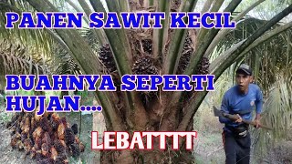 PANEN SAWIT BUAHNYA SEPERTI HUJAN LEBATTTT