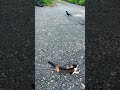 カラス災難。ネコに狙われ、タヌキに襲われまくり、最後は、タヌキ、ネコの連携で悲鳴をあげる