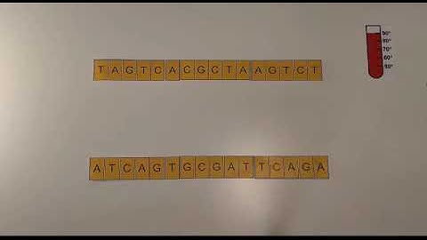 PCR - video stop motion