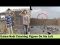 Gulam Nabi Ki Chaht K Gola Kabootar - Pigeons Loft in Karachi