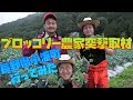 【突撃取材】今しか味わえない激旨ブロッコリー収穫しに行ってみた! Harvesting broccoli