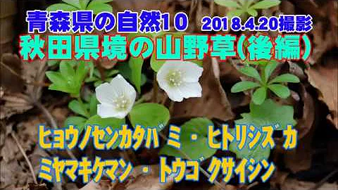 ヒトリシズカ