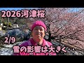 【2026河津桜】 2/9 大雪後翌日の河津 ライブカメラ 開花状況