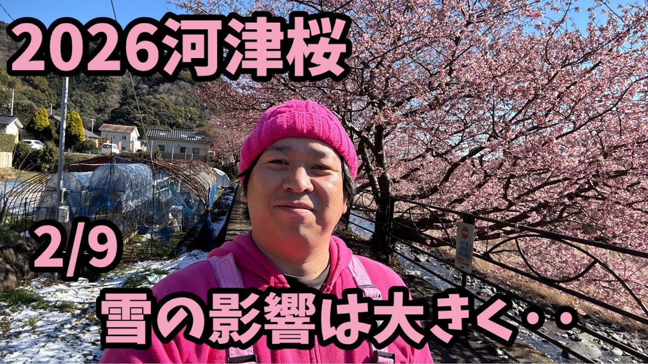 2026 Kawazu Cherry Blossoms] 2/9 Kawazu Live Camera Blooming