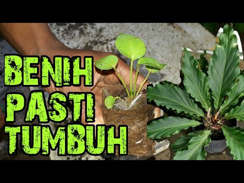 Cara tanam benih bunga gelombang cinta / semai biji anthurium 