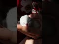 Chatons du Lauragais 💕💕 #cat #catshorts #cats #kitten #cute #catvideos #british #kitty #chaton