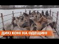 В Одесской области поселился табун лошадей с Латвии