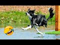 Funny cats and dogss  funniest animals 2023 6