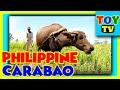 Philippine Carabao 2019 | #philippines | #carabao | 2021 | #kalabaw | Kalabaw | Year of the OX