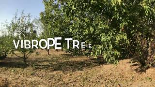Walnut Harvesting - Nutmec Walnut, Almont Tree Shaker Machine - Kadıoğlu Vibrope