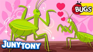 Insects Looking For Love💗 | Insects Looking For a Partner | Bug Songs for Kids | JunyTony