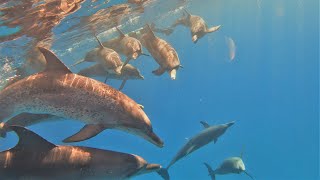 FEEL THE BUZZ! Wild Dolphins scanning us like crazy! by Joe Noonan 234 views 1 year ago 30 seconds