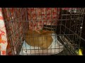 Rescue Dog Trooper Bath Day 1
