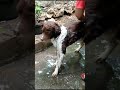 Dogi Mandi | #shortvideo