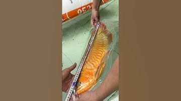 Huyết long sepauk sau 30 tháng nuôi dưỡng tự nhiên ngoài trời #carong #huyetlong  #iloveanimals