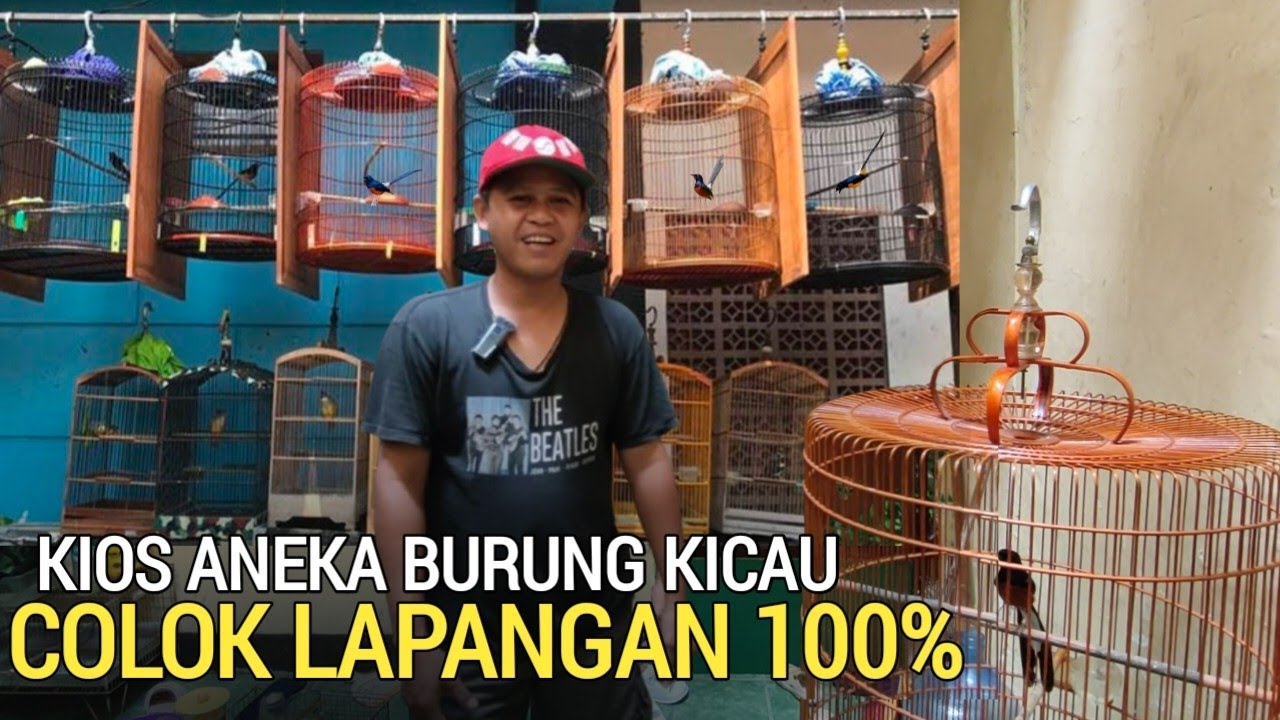 KETEMU LAGI ! ADA KIOS ANEKA BURUNG KICAU DAPAT COLOK LAPANGAN DI KEMAYORAN JAKARTA PUSAT 