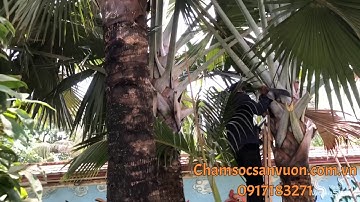 Cắt tỉa cây cảnh Đức tiến phát 0917183271