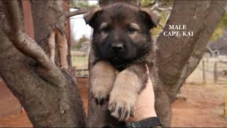 ATS German Shepherd  Puppies 2023-24 PAW PATROL! by American Timberline Shepherds ATS 812 views 3 months ago 2 minutes, 48 seconds