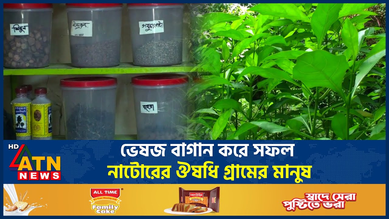 ভেষজ বাগান করে সফল নাটোরের ঔষধি গ্রামের মানুষ