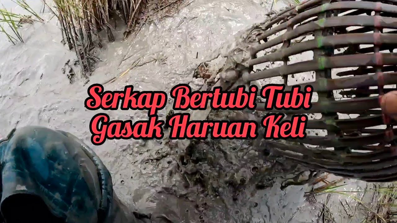 GASAK 🔥 Serkap Bertubi- Tubi Haruan Keli Di Jalan Baru Pulau Bunting s433