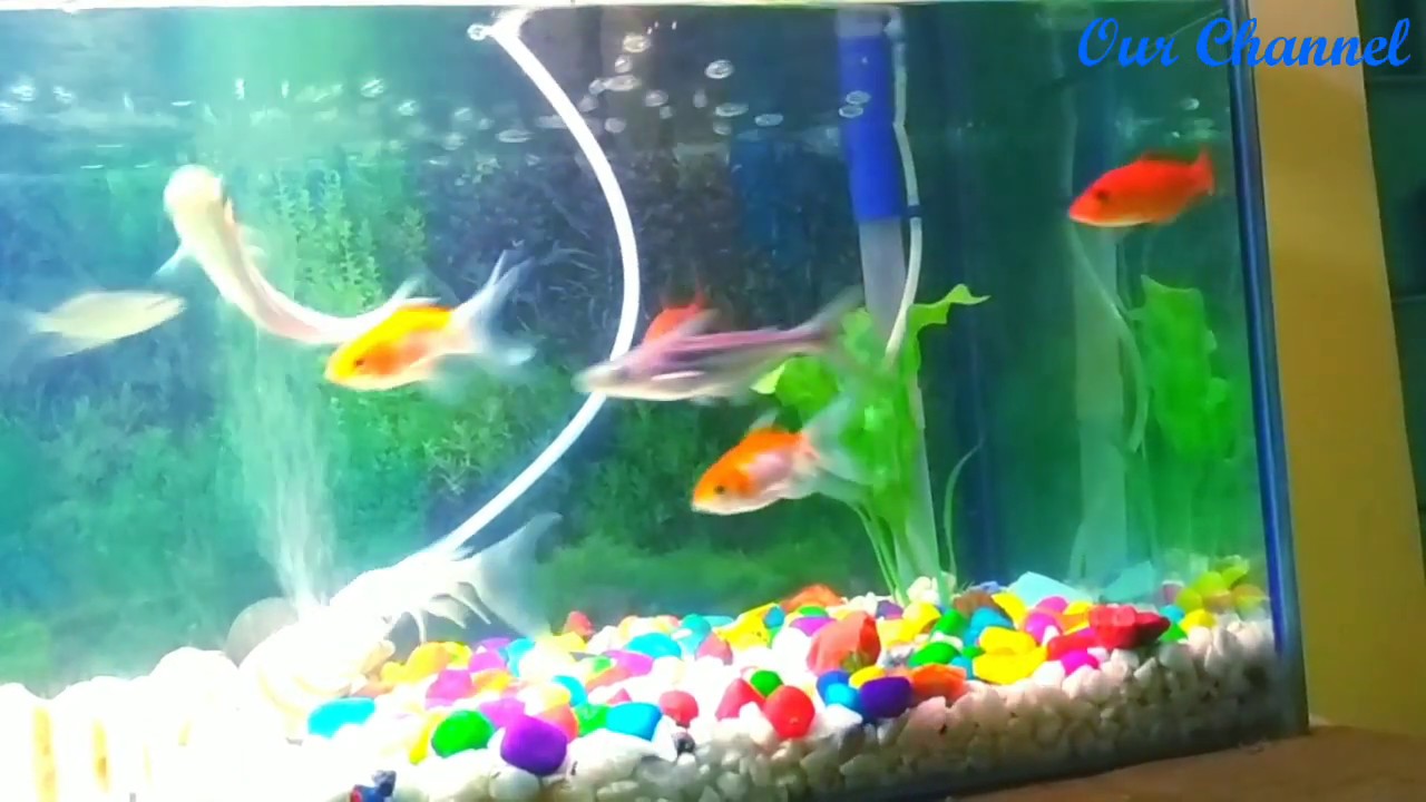 2 feed colourful gold fish,shark,milky carp fish , aquarium set up SG entertainment by Sayan