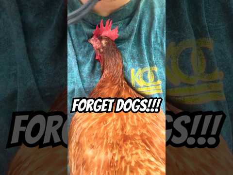 FORGET DOGS Chickens Are EVEN CUDDLIER