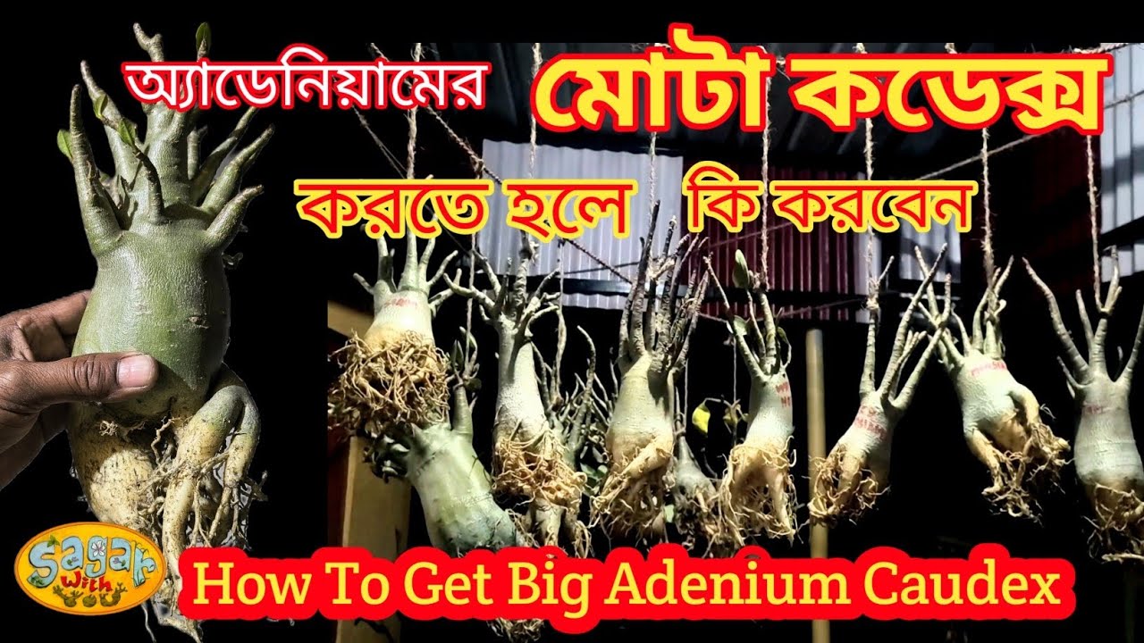 How To Get Big Adenium Caudex ! কিভাবে অ্যাডেনিয়াম কডেক্স মোটা করা যায় !