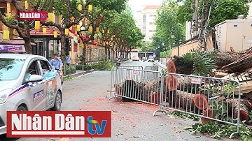 Cảnh giác với nguy cơ gãy, đổ cây xanh trong mùa mưa bão