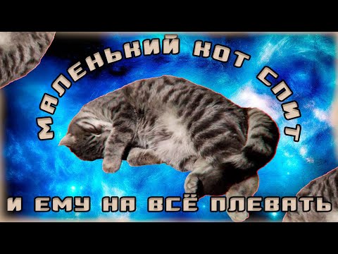 Видео: Этот маленький кот спит и даже не задумывается о глобальных проблемах человечества.