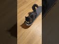 Sk8r boi
