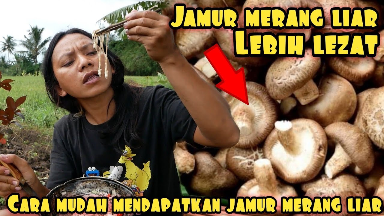 BERBURU DAN MEMASAK JAMUR MERANG LIAR YouTube