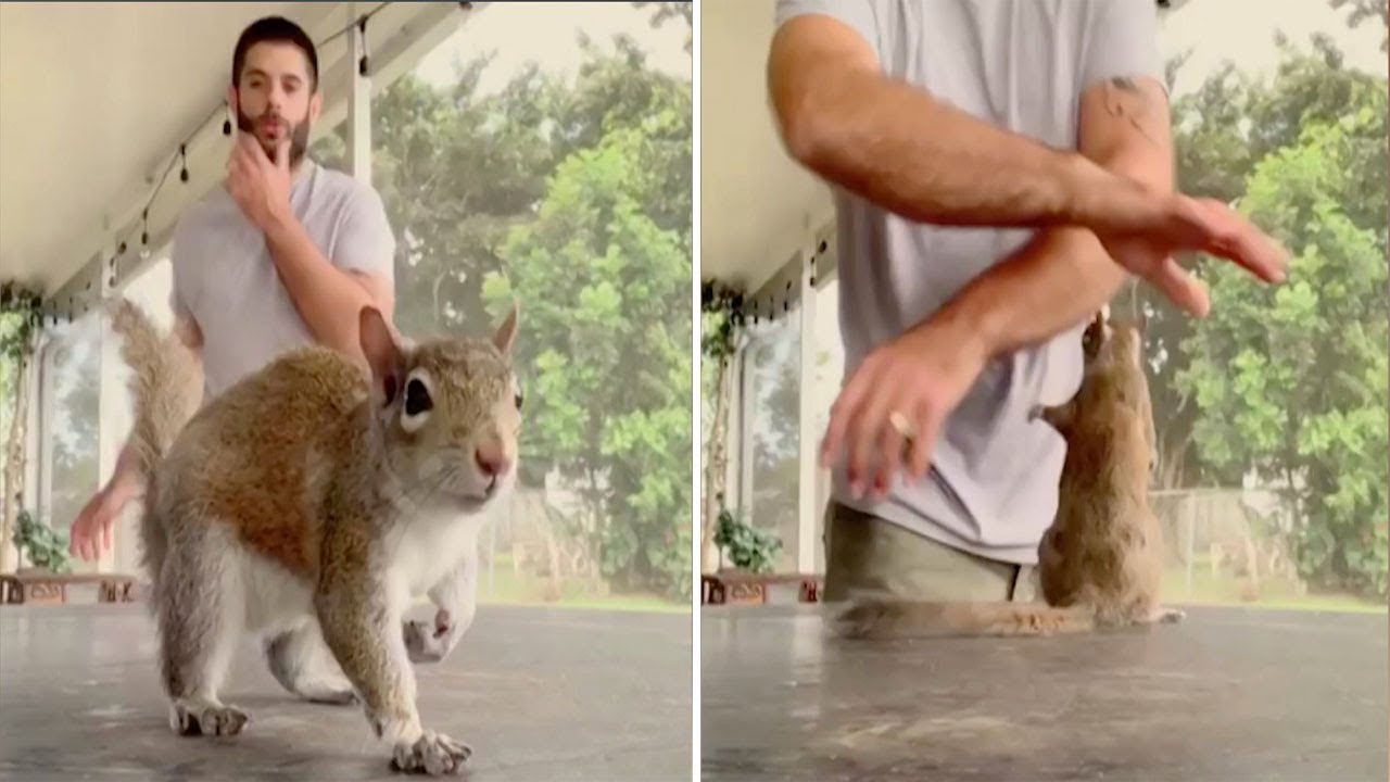 Owner Dances With Pet Squirrel YouTube