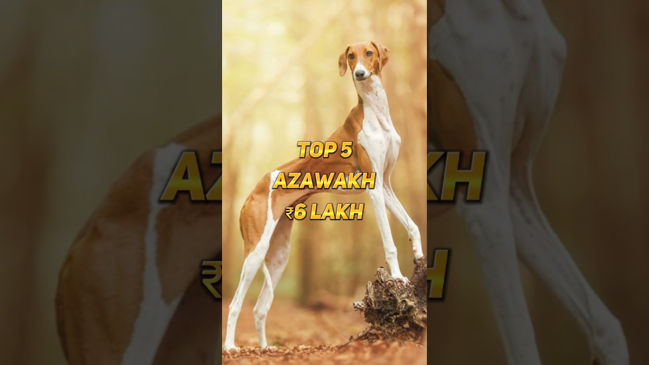 🐶 Top 10 Most Expensive Dogs in the World 💸