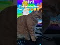 Zocken wird heut nichts 😅😓😑😹 #viral #cat #comedy #subscribe #MrHonkilonki #shorts #witzig #wtfmoment