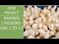 Chicken Raising(Day 1 to 12)