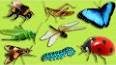 Удивительный мир насекомых ile ilgili video
