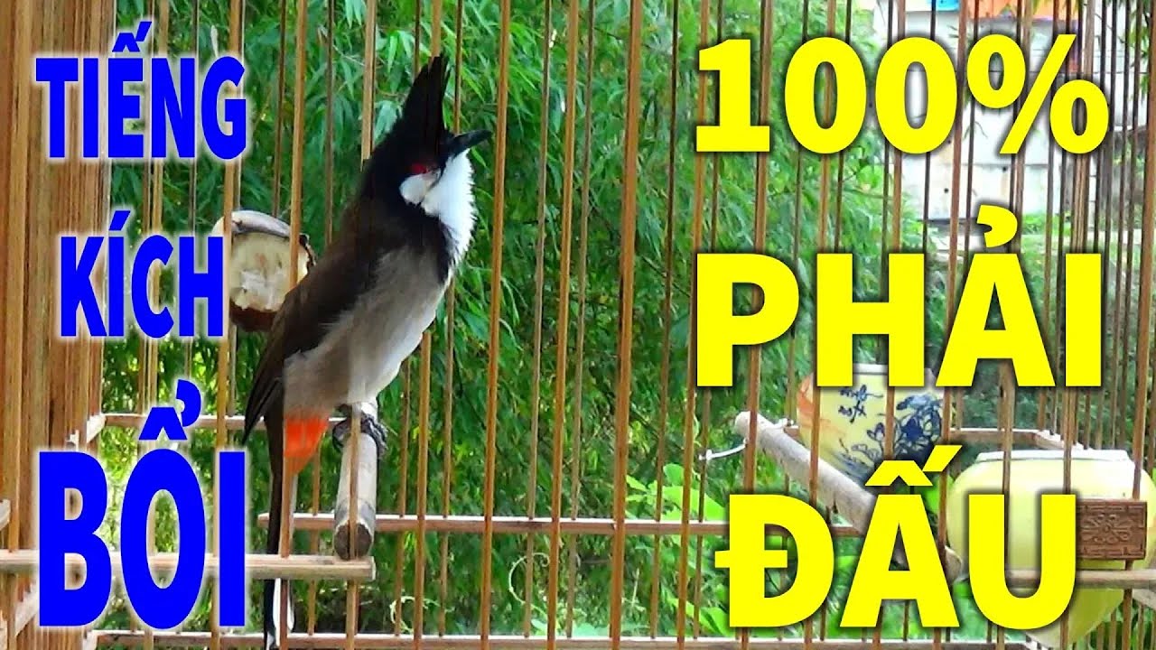 Chào Mào Kích Bổi Lên Lửa, Luyện Chào Mào Mái - Chào Mào Mái Kích Trống Hót Căng Lửa. Chào mào mái