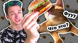 видео: Симбочка пробует человеческую еду! картинка: Симбочка пробует человеческую еду!