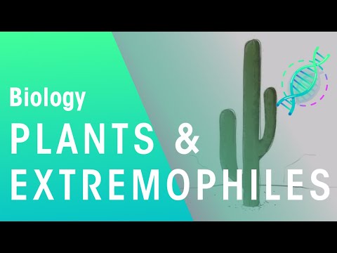 Video: Plante din climă aspră: aflați despre plantele care trăiesc în condiții extreme