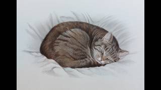 Timelapse Pencil Portrait of My Childhood Cat Tabby