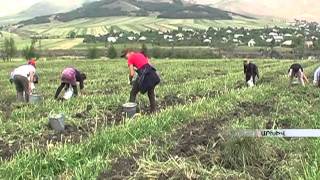 Հայկական գյուղատնտեսության այս տարվա հաղթաթուղթը դարձել է կարտոֆիլը armeniatv.am