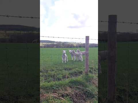 Have you ever seen anything so cute 🐑 #lambs #viral #shorts