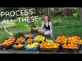 149 We Got A Lot Of Oranges And Visited Our Neighbour S Bees 149 We Got A Lot Of Oranges And Visited Our Neighbour S Bees