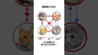 う〜ちのニャンズの雑学🐱 りっちゃんは他のニャンズをどう思ってる？派閥争いにも進展が！🤣 #猫