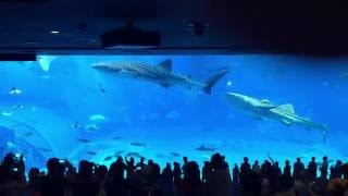 日本沖繩美麗海水族館-超大水族箱