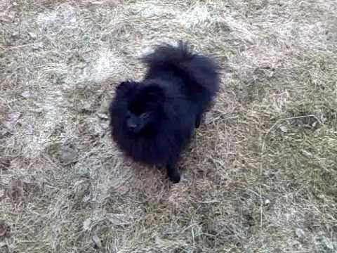 pomeranian doing tricks pomeranian and kleinspitz do tricks funnydog tv pomeranian doing tricks pomeranian and kleinspitz do tricks funnydog tv
